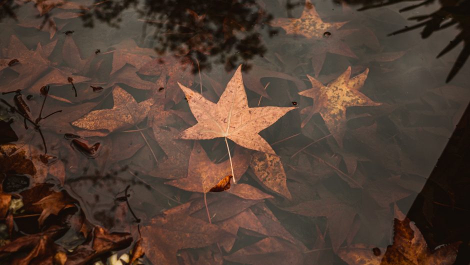 finanzas para el otoño